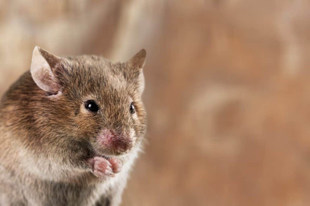 i topi domestici parassitano la posa sullo sfondo