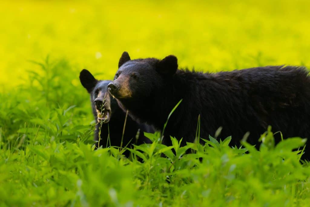 Un fuoco superficiale di un orso nero della Louisiana in un campo verde