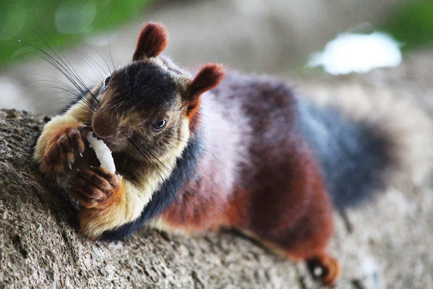 Lo scoiattolo gigante simile a pelliccia indiano di Malabar che mangia noce di cocco sull'albero