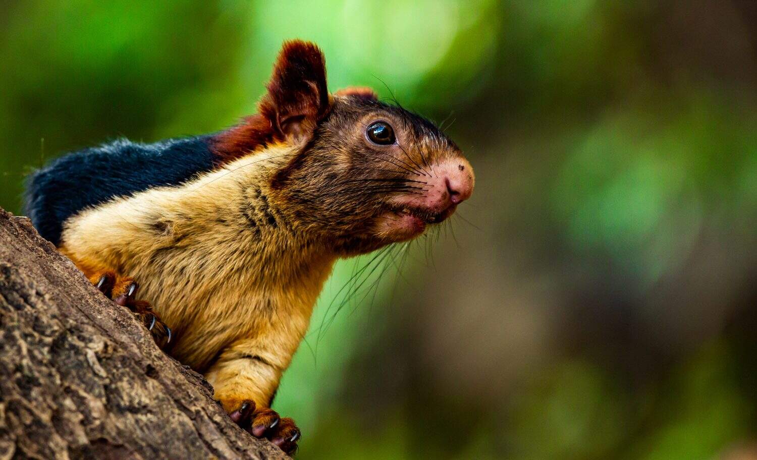 Primo piano dello scoiattolo gigante indiano (Ratufa indica)
