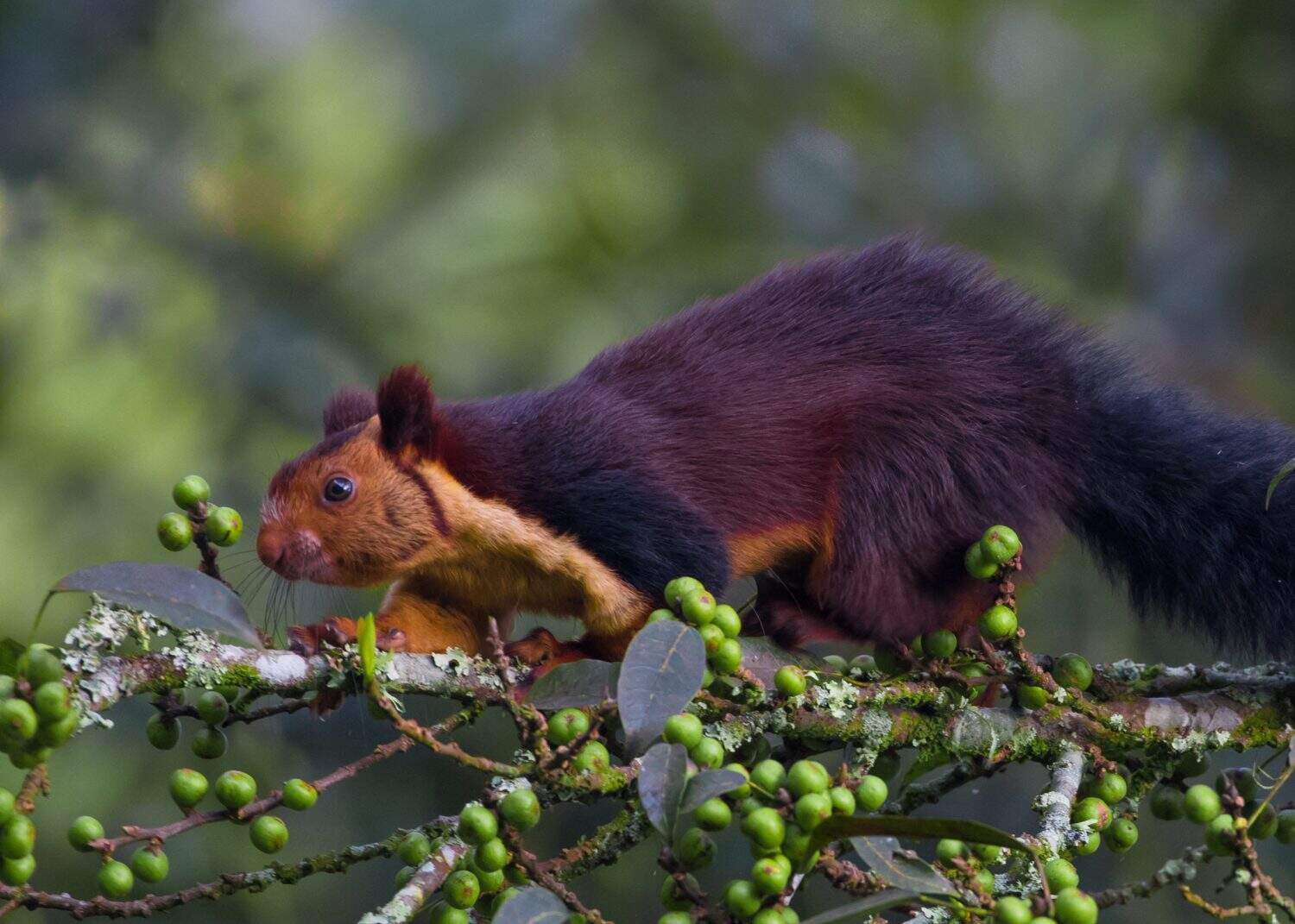 Lo scoiattolo gigante indiano, o scoiattolo gigante di Malabar, è una grande specie di scoiattolo arboricolo del genere Ratufa originaria delle foreste e dei boschi dell'India. Godersi le bacche dell'albero di banyan. 