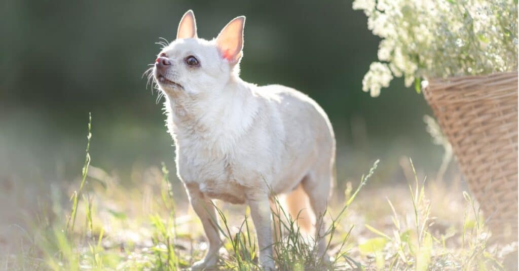 Chihuahua crogiolarsi al sole accanto a un cesto di fiori