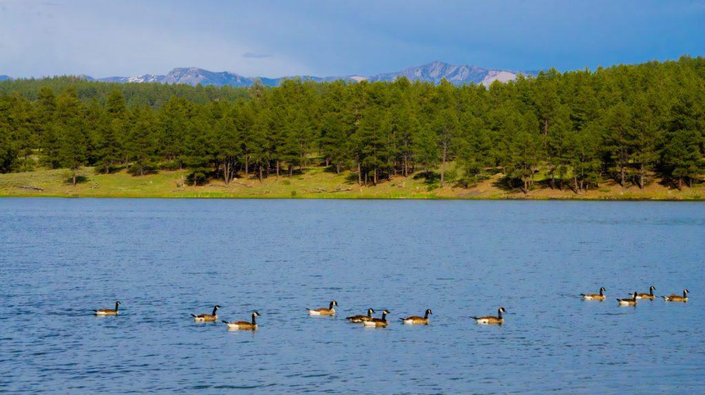 Le anatre nuotano nell'Echo Canyon Reservoir del Colorado, un lago vicino a Pagosa Springs, vicino al confine con il Nuovo Messico, con le montagne di San Juan, parte delle Montagne Rocciose e alberi, nell'estate 2024.