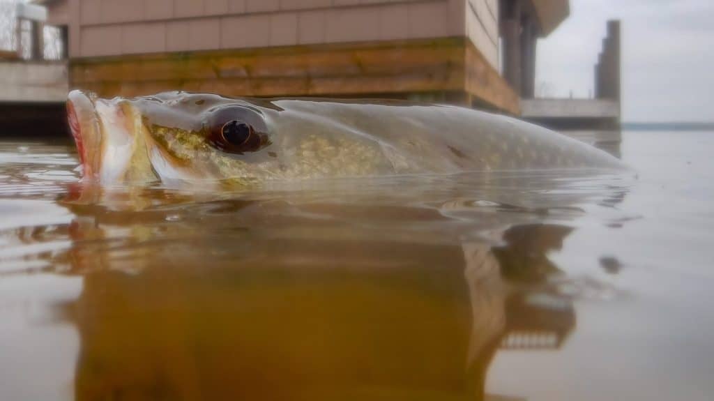 Dettaglio della pesca di una spigola a bocca larga in un lago