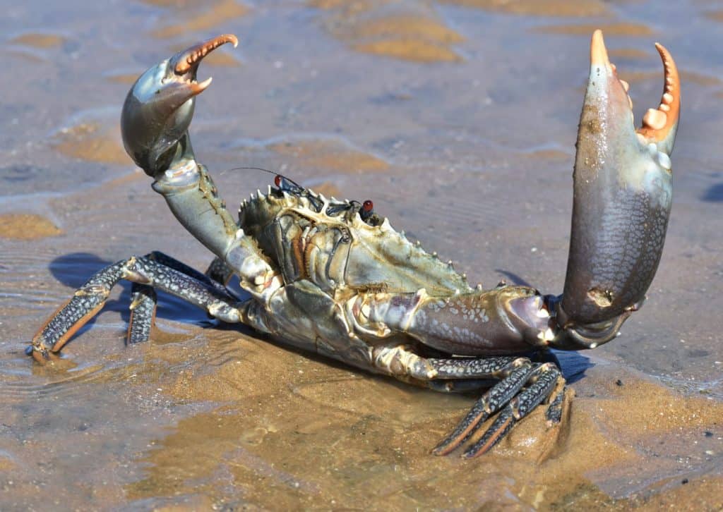 Grande granchio di fango blu con gli occhi rossi, che tiene gli artigli in aria in una posa difensiva. Il granchio è in piedi in acque poco profonde nella sabbia su una spiaggia.