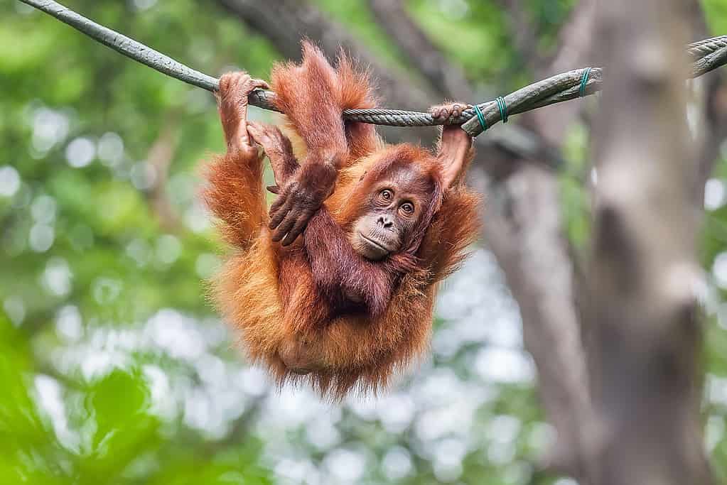 Giovane orangutan che oscilla su una corda