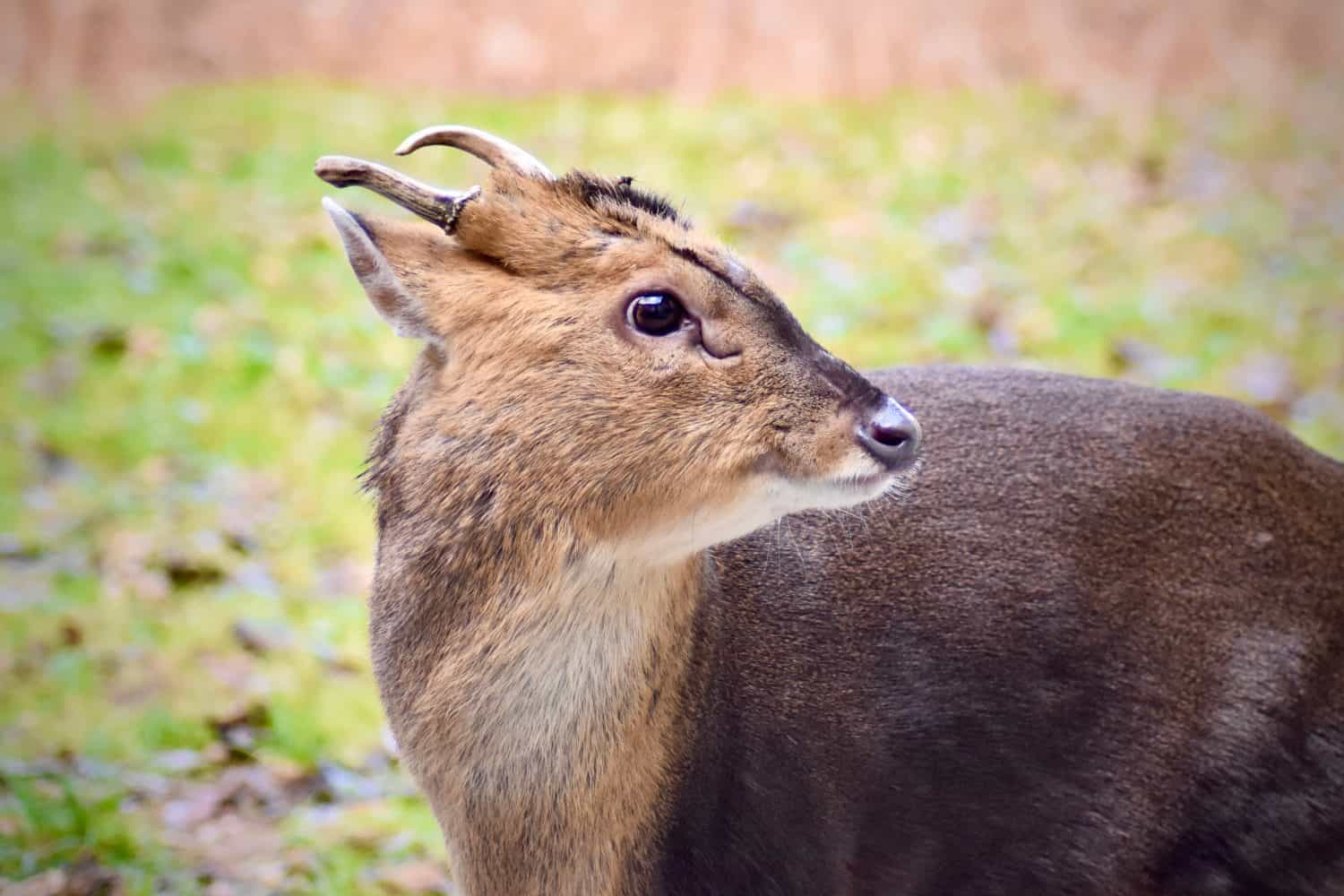 Cervi Muntjac nella foresta