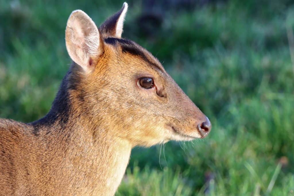 Cervo Muntjac (Muntiacus reevesi). Immagini del profilo della testa che mostrano le ghiandole preorbitali. Fotografato su uno sfondo di campo in erba.