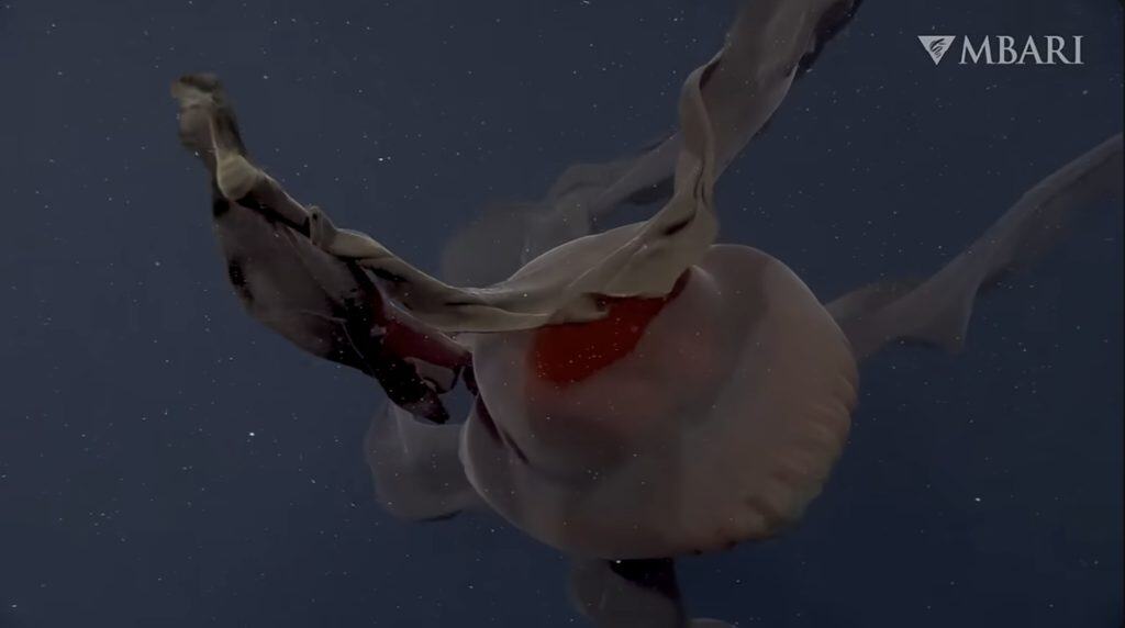 Incredibile ripresa subacquea di una grande medusa alla deriva nell'oceano oscuro, che mette in mostra la sua campana traslucida e i lunghi tentacoli in un affascinante ambiente marino.