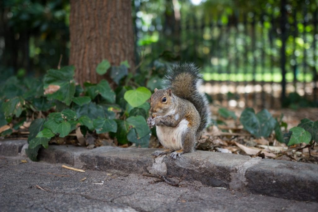 Uno scoiattolo grigio urbano, Sciurus carolinensis, che mangia fuori da un parco. Specie di origine nordamericana, questo piccoletto vive nei Cape Company Gardens, Cape Town, nel sud