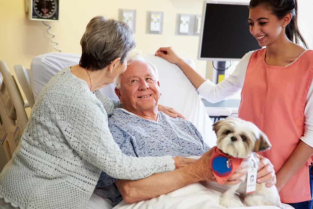 Cane da terapia per animali domestici che visita un paziente maschio anziano in ospedale