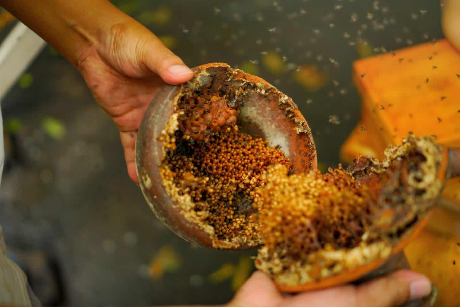 La mano di una persona tiene un favo di un'ape senza pungiglione in una brocca di argilla.