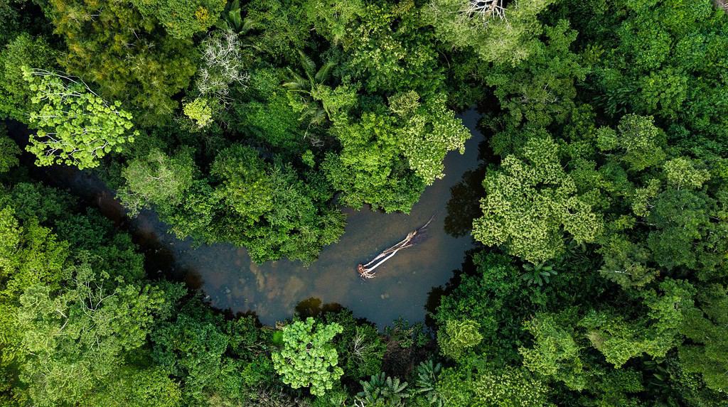 Foto aerea del fiume nella giungla della foresta amazzonica in Perù