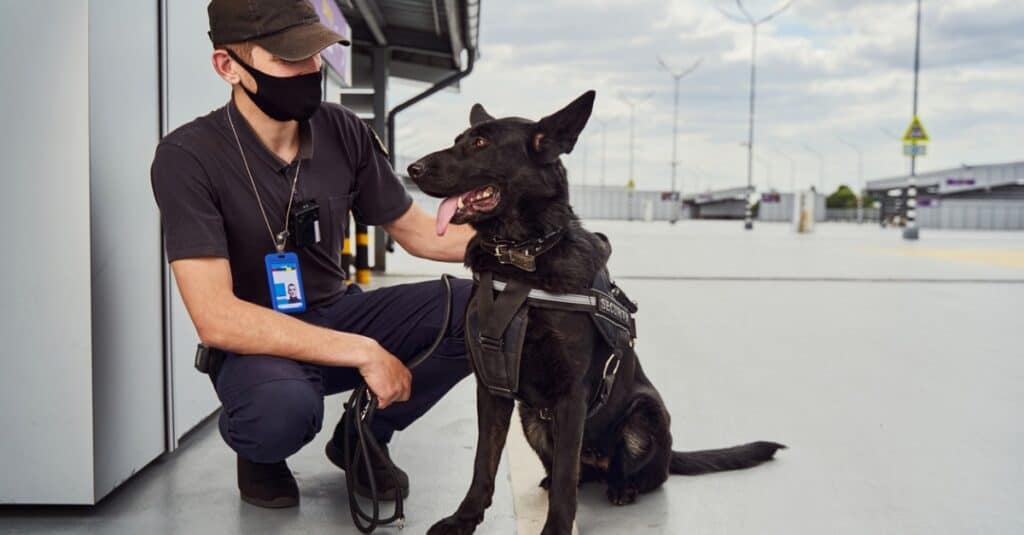 Elkhound norvegese lavora con la sicurezza aeroportuale