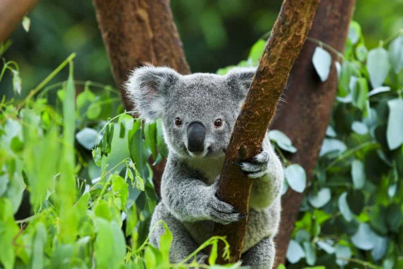 orso koala allo zoo