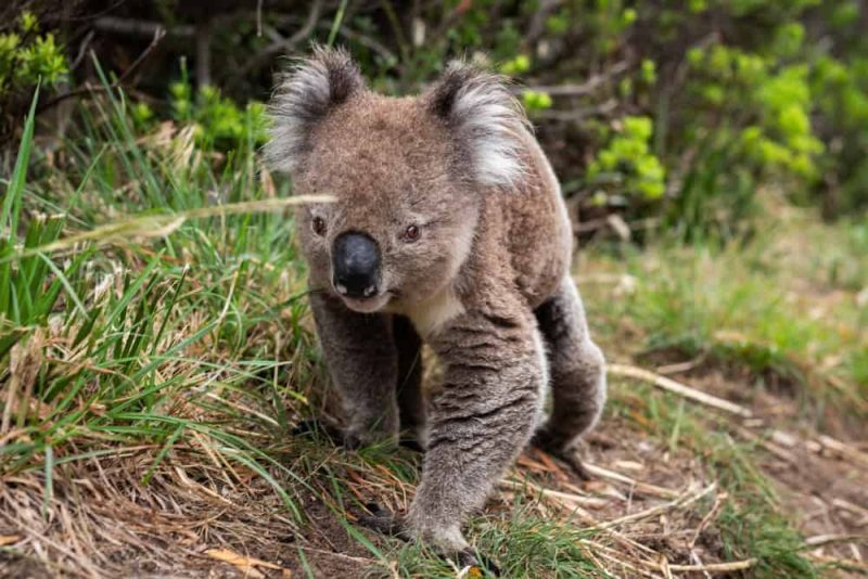 koala carino foresta faccia naso selvaggio
