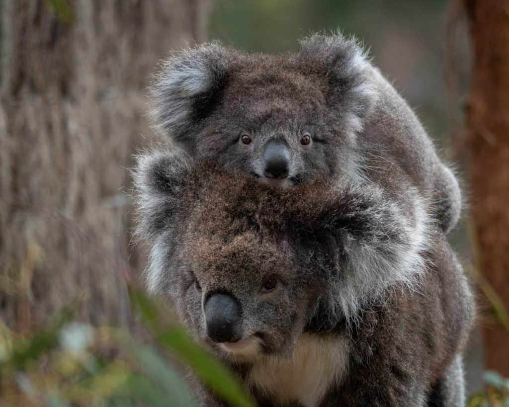 Mamma koala porta il cucciolo di koala sul dorso