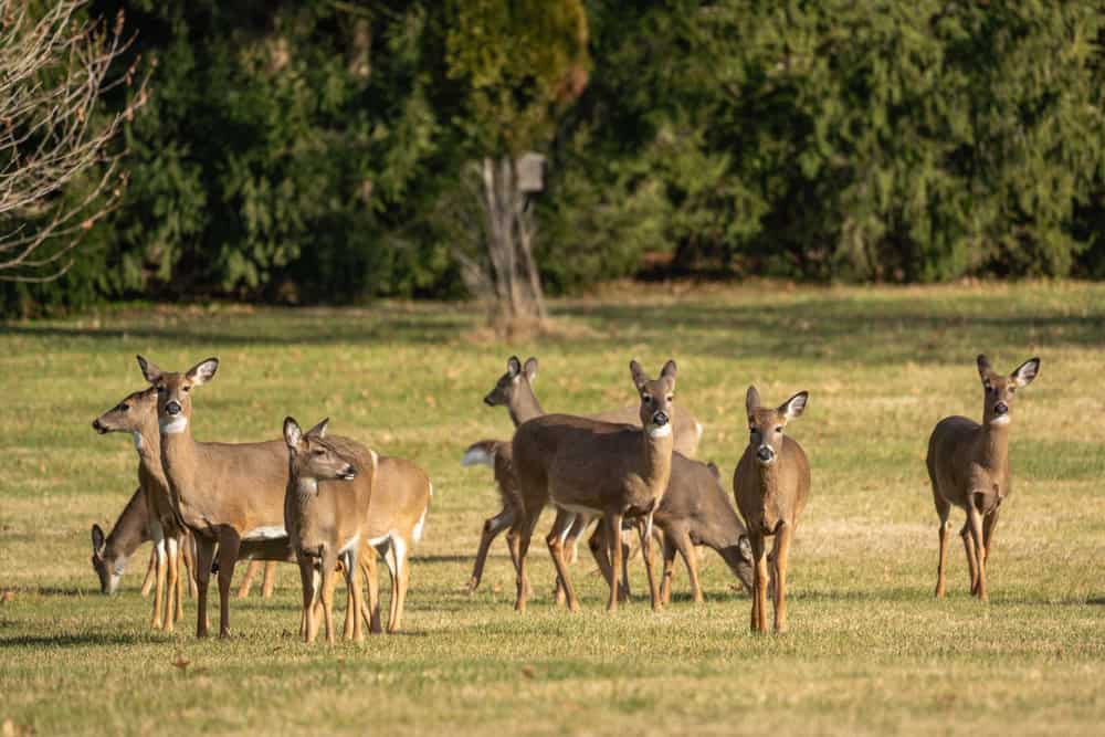 Gregge di cervi dalla coda bianca (Odocoileus virginianus) che pascolano nel campo.