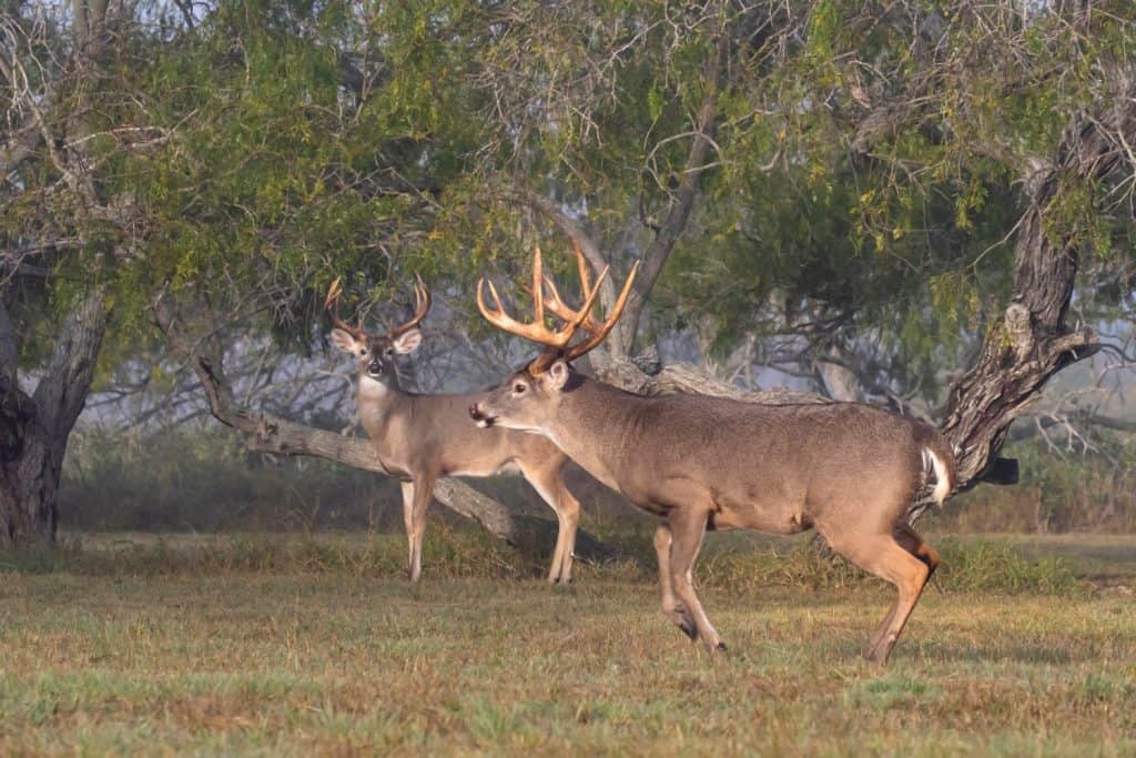 Maschio di cervo dalla coda bianca (Odocoileus virginianus) che insegue le femmine durante la stagione riproduttiva.