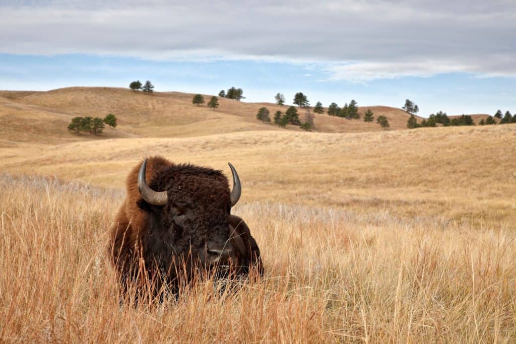 Toro del bisonte (bison bisonte), parco statale di Custer, Sud Dakota, Stati Uniti d'America, America del Nord