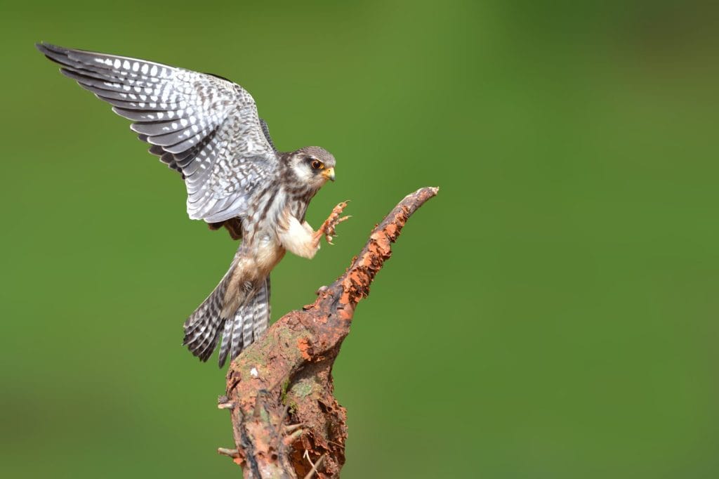 Bellissimo uccello, Amur Falcon (Falco amurensis), rapace o rapace, atterrando sul ramo del Parco Nazionale Khao Yai, Thailandia