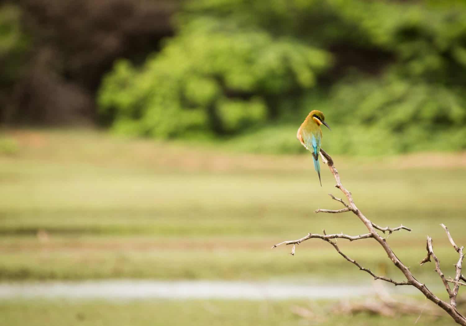 Green Bee Eater a Point Calimere