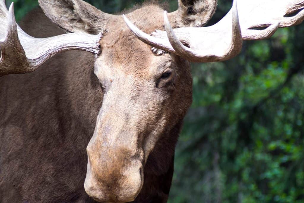 Primo piano della testa e dei palchi dell'alce