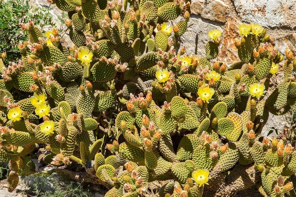 Primo piano del fico d'india del pascolo del fiore (Opuntia cymochila) come sfondo naturale