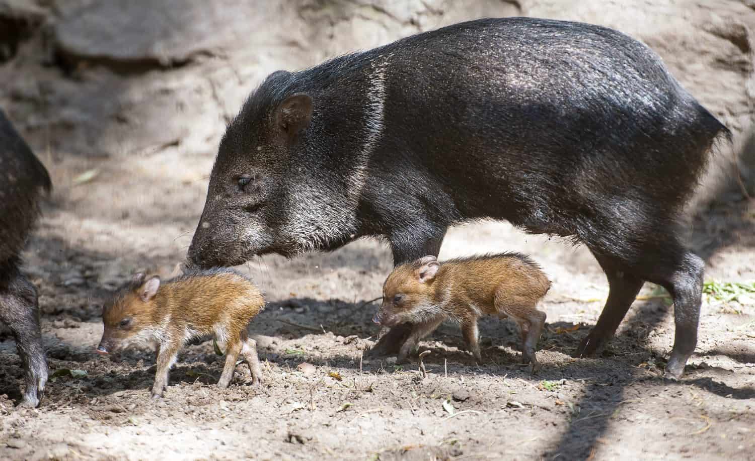 Il pecari dal collare (anche javelina o maiale puzzola o pecari tajacu) è un mammifero ungulato simile a un maiale di medie dimensioni della famiglia Tayassuidae (maiali del Nuovo Mondo). Due pecari carini con la madre. Primi passi