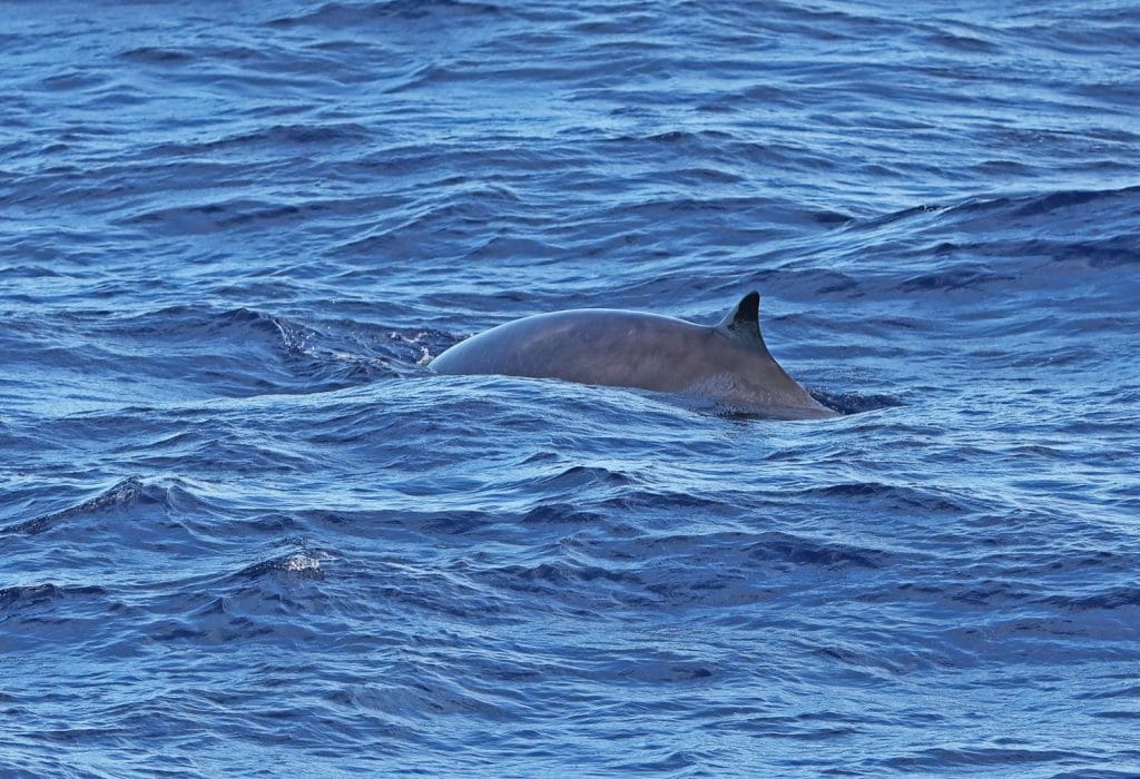 Balena dal becco di Gervais (Mesoplodon europaeus) immersioni per adulti vicino alle Isole Canarie, Oceano Atlantico può