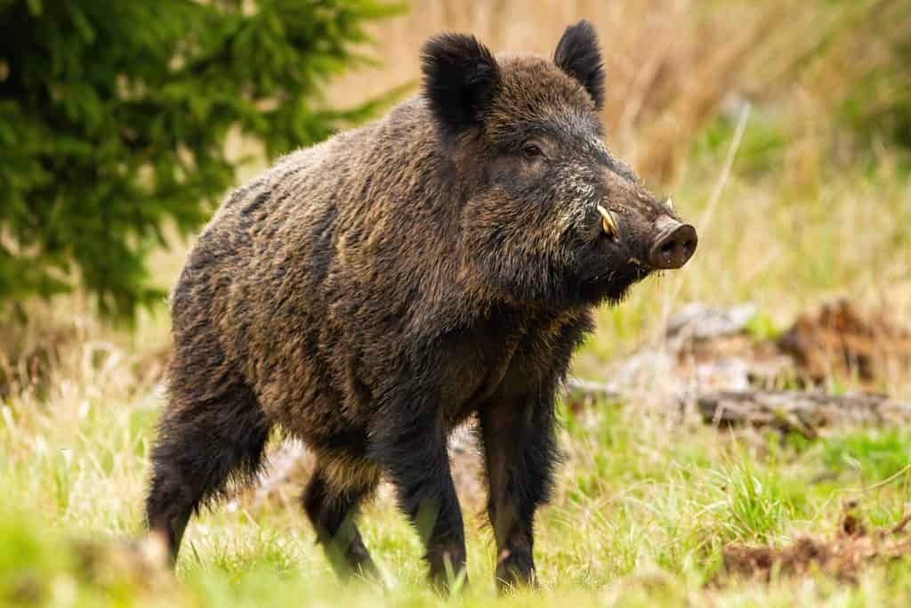 Cinghiale dominante, sus scrofa, maschio che sniffa con muso massiccio con zanne bianche sul prato. Maestoso mammifero selvatico in piedi sull'erba in primavera dalla vista laterale