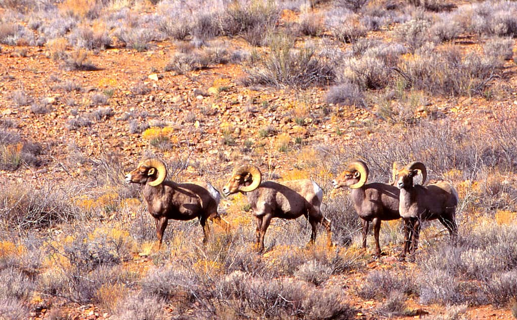 Pecora Bighorn del deserto - Area faunistica di Red Rock - Nuovo Messico