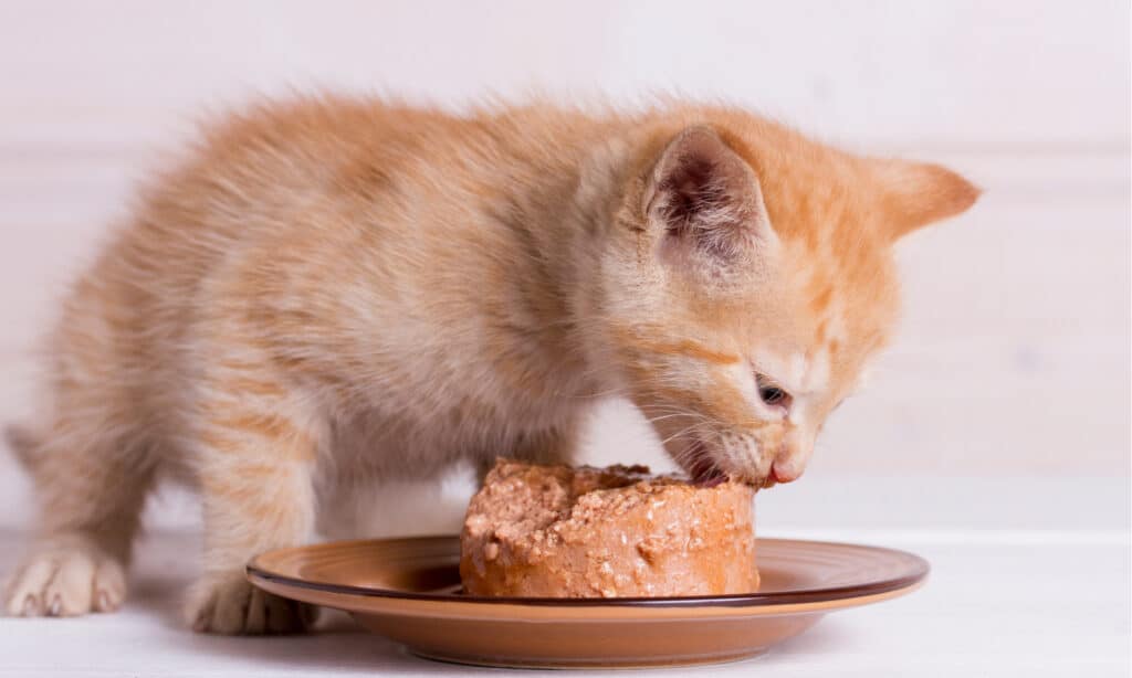 alimento umido per gattini royal canin