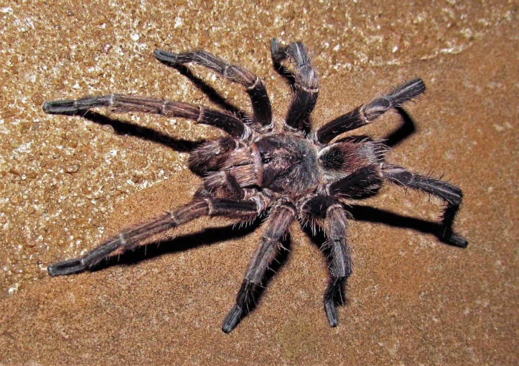 Acanthoscurria_cordubensis tarantola