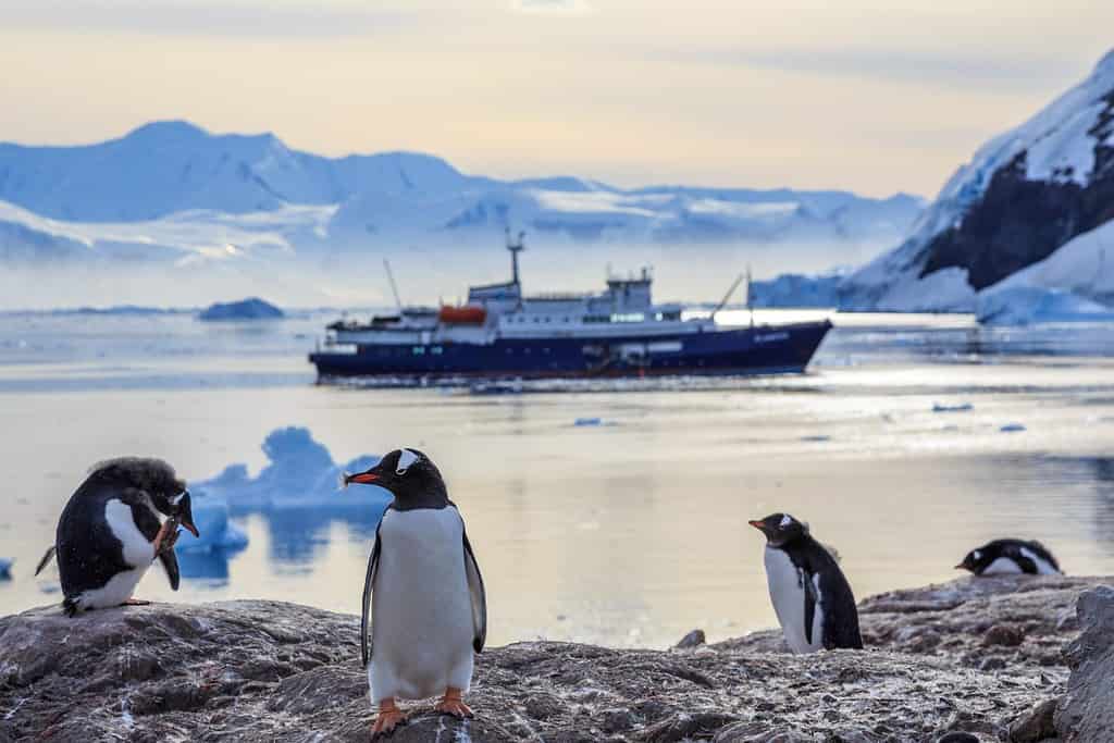 Pinguini Gentoo in piedi sulle rocce e nave da crociera sullo sfondo nella baia di Neco, Antartide
