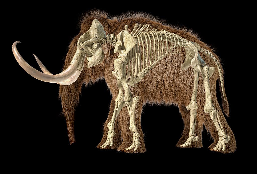 Illustrazione 3d realistica del mammut lanoso con scheletro sovrapposto, visto da un lato.