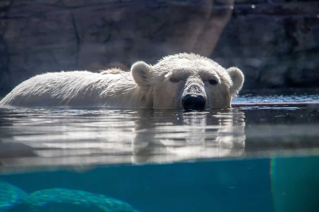 orso polare allo zoo di san diego