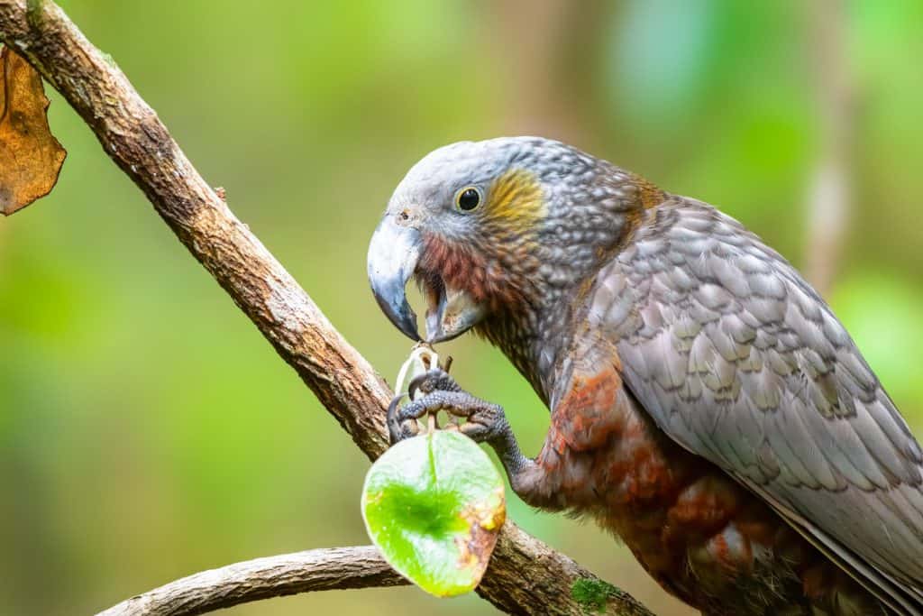 Il Kaka è un grande pappagallo che vive nelle foreste, simile al Kea che vive nelle zone alpine. Kaka, Kea e Kakapo sono tutti endemici della Nuova Zelanda e sono vulnerabili in via di estinzione.