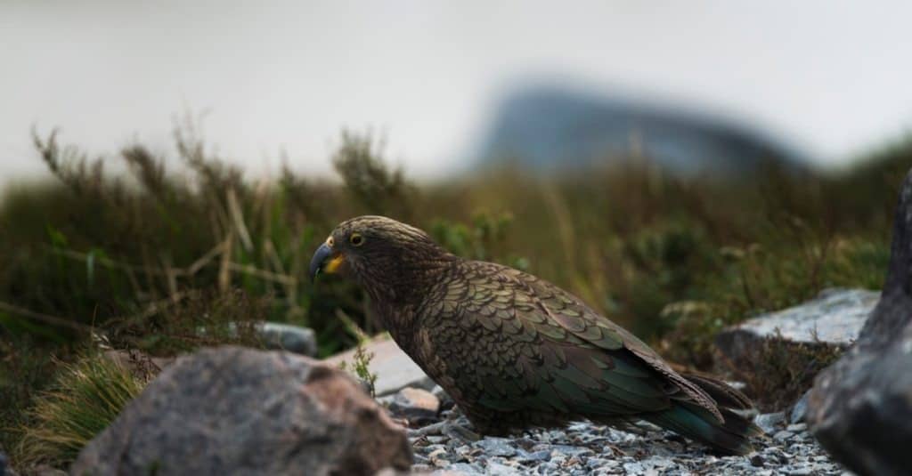 Scenario della Hooker Valley con il pappagallo Kakapo