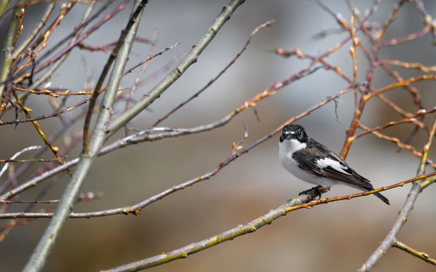 Un curioso maschio pigliamosche europeo (Ficedula Hypoleuca) appollaiato su un albero, primavera, verticale