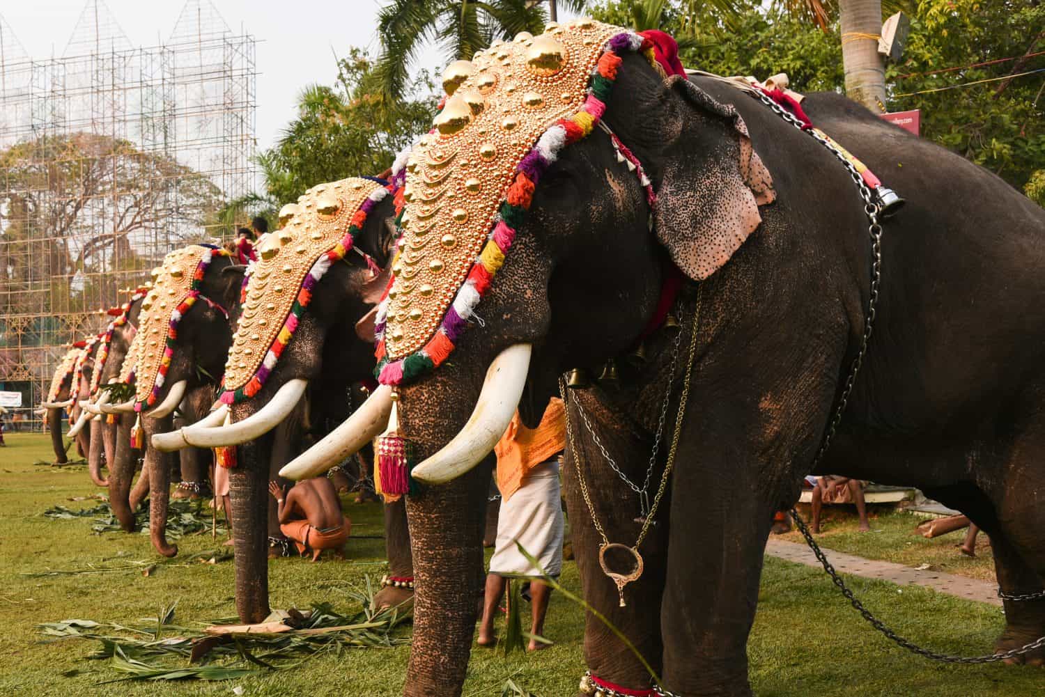 Elefanti decorati con caparisons placcati in oro in piedi per la parata del festival nel tempio di Ernakulam per la tradizionale cerimonia Kerala, India.