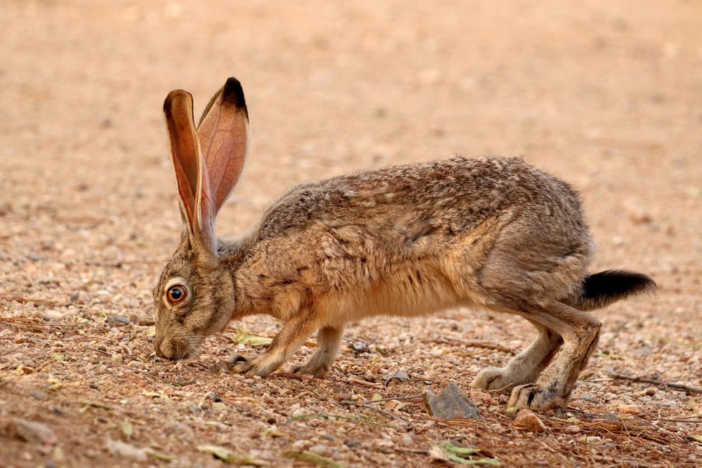 Lepre dalla coda nera che mangia fagioli dell'albero di mesquite in Arizona