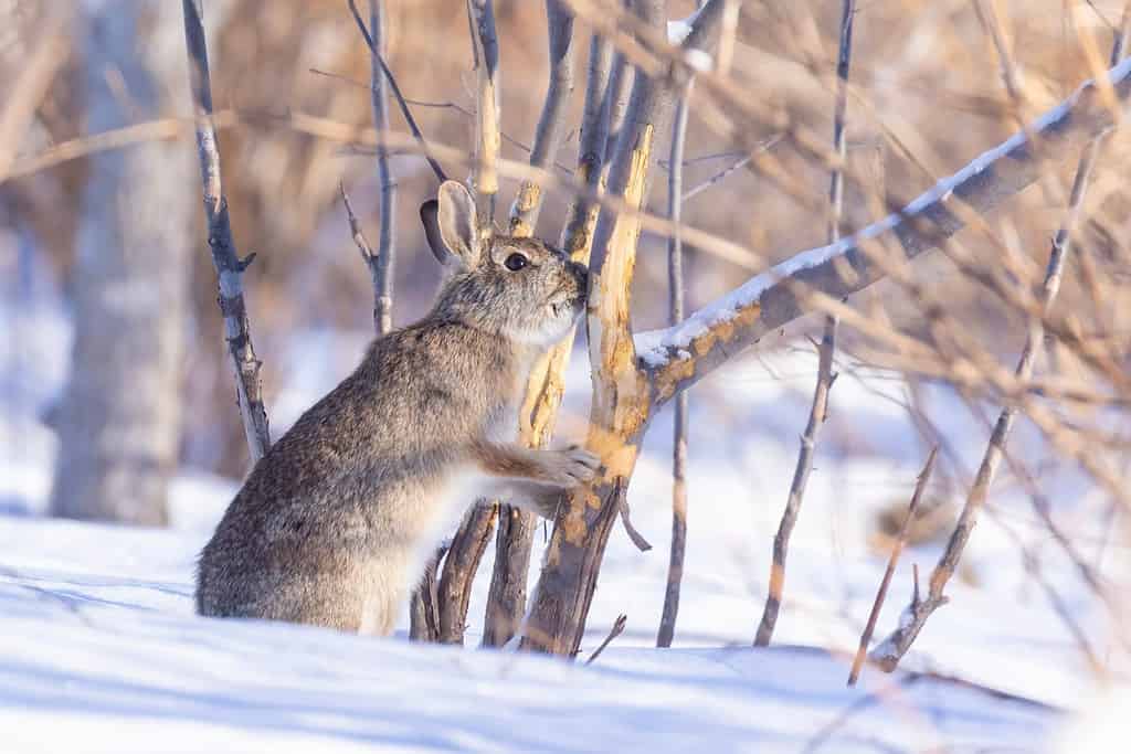 silvilago orientale (Sylvilagus floridanus) albero danneggiato in inverno