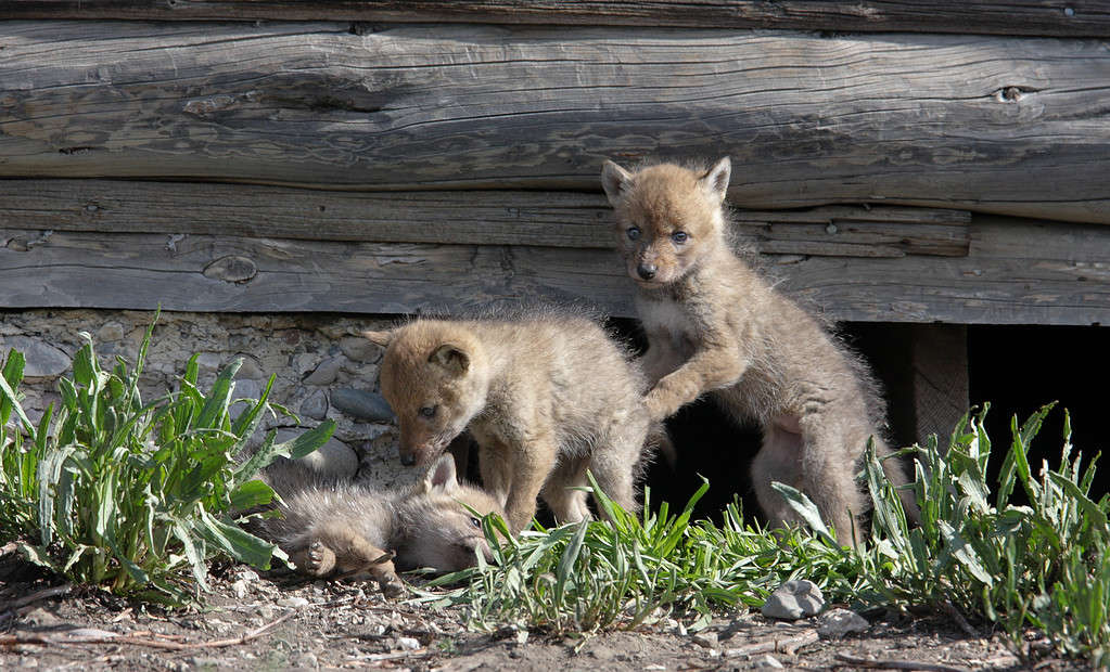 i nostri coyote escono dal nascondiglio sotto una struttura abbandonata.