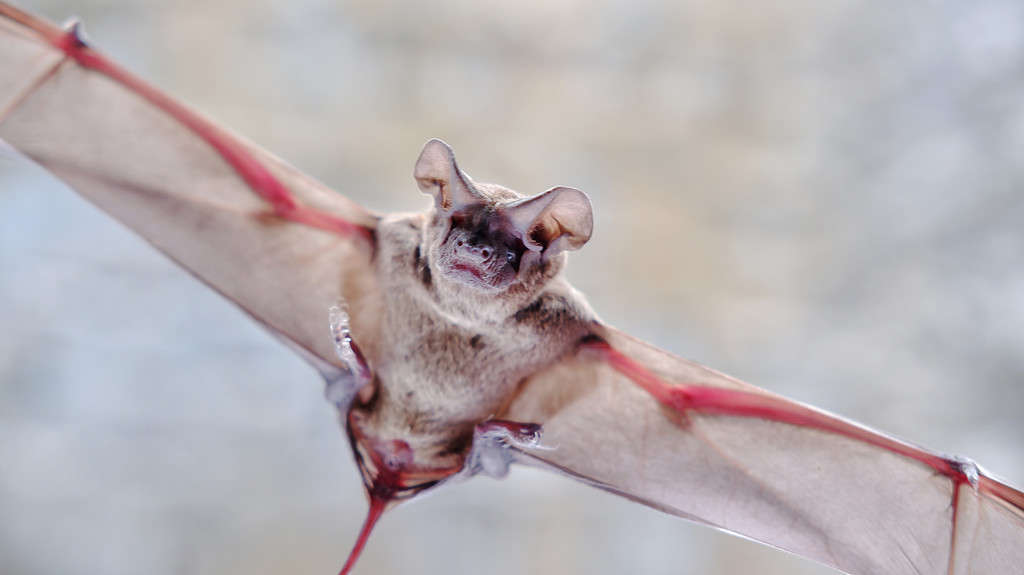 Tadarida brasiliensis noto come pipistrello messicano dalla coda libera o pipistrello brasiliano dalla coda libera su sfondo bianco isolato