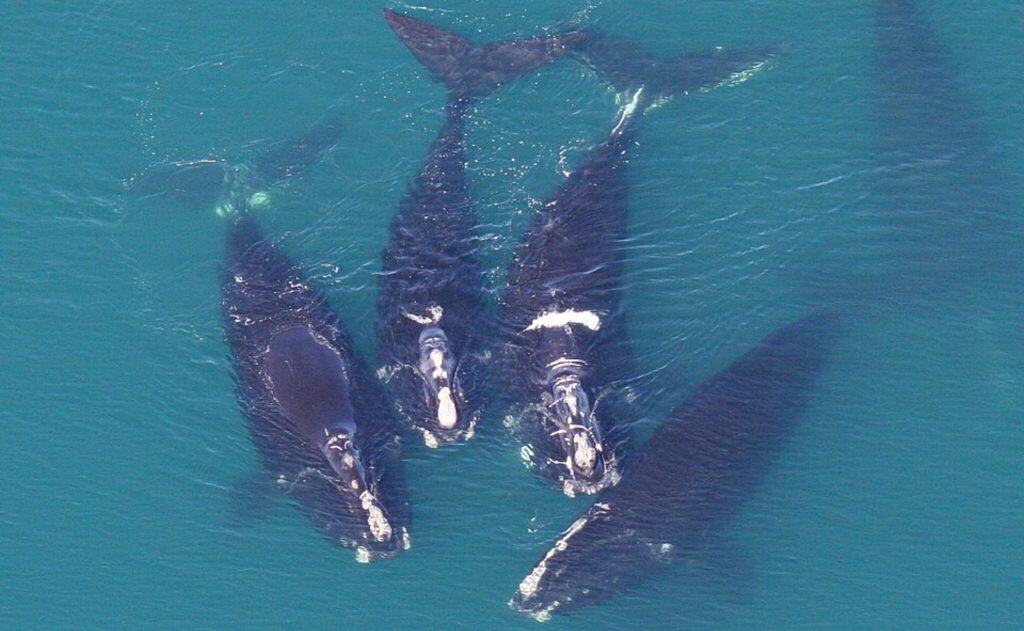 Gruppo di balene franche del Nord Atlantico