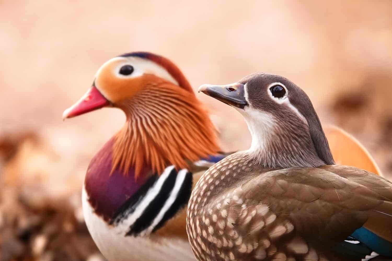 Simpatica coppia di anatre colorate. Anatra mandarina Aix galericulata femmina e maschio. Uccelli amorevoli, amore per gli animali. Sfondo liscio. Sguardo amoroso. Uccelli europei. Scena autunnale. Fotografia naturalistica