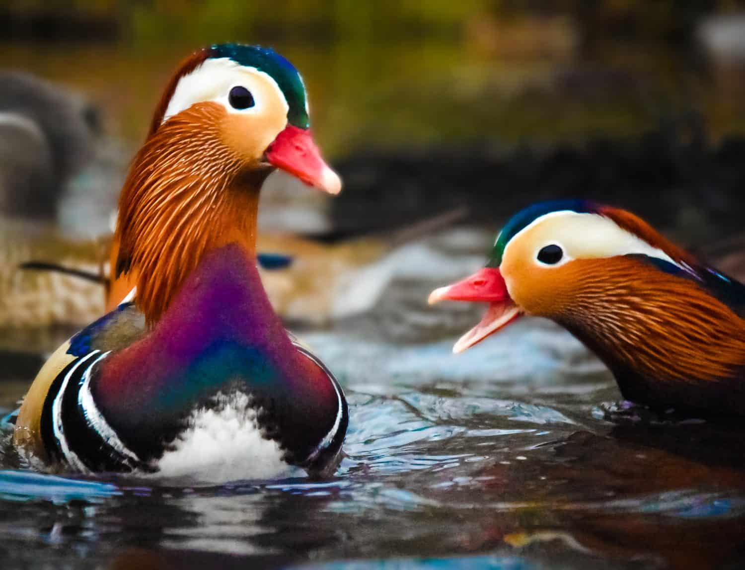 anatre inglesi in natura