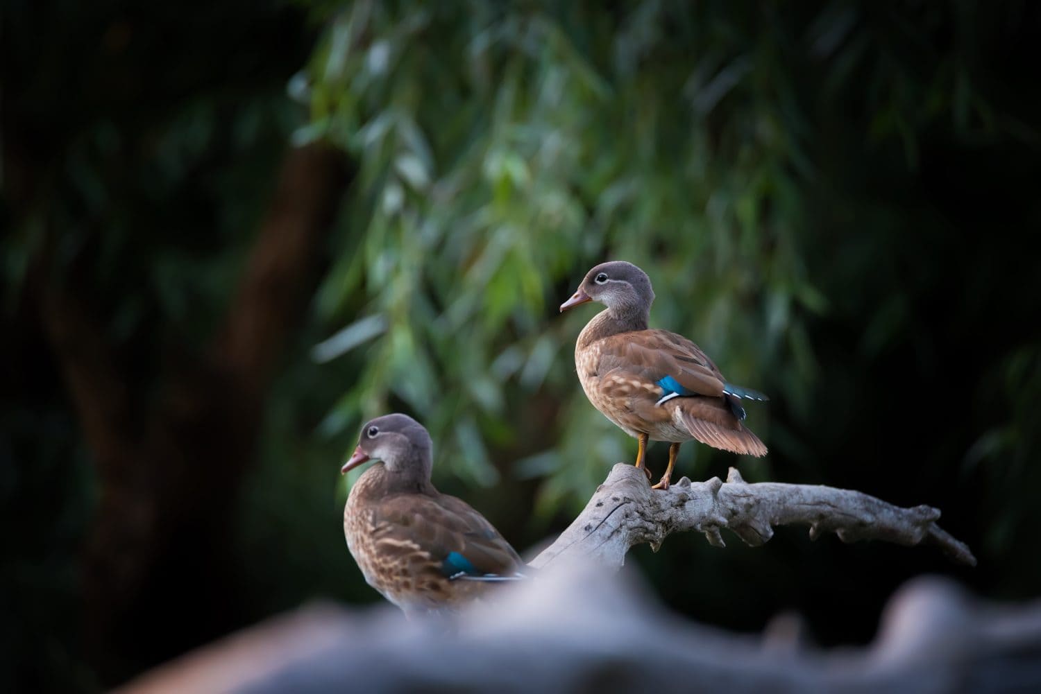 Primo piano di bellissime anatre mandarine (Aix galericulata) sedute su rami di alberi secchi su sfondo verde scuro