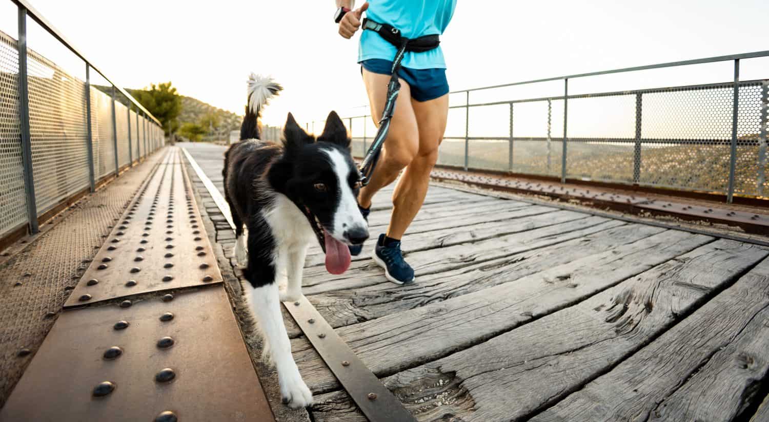 Un atleta irriconoscibile corre sopra un ponte con il suo cane bianco e nero legato con un'imbracatura. Concetto di canicross. Correre con un cane border collie al tramonto.